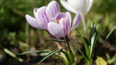crocus. Rüzgarda sallanan timsahların menekşe çiçekleri. Bahçedeki açık mavi Crocus çiçekleri. Bir buket krokus çiçeği. bahar çiçekleri.