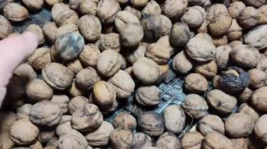 ceviz. Ceviz, ahşap bir masaya yakın. Dikey kayan kamera delikten geçiyor. Elinde fındıklar. ceviz kabuğu.