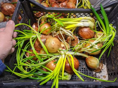 Soğan. Elde soğan. Yeşil soğan sapları. Ülkede büyüyen vitaminler.