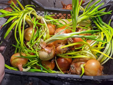 Soğan. Elde soğan. Yeşil soğan sapları. Ülkede büyüyen vitaminler.