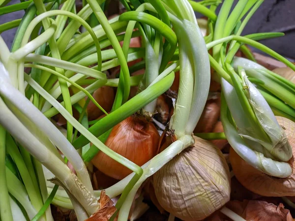 Oignon Oignon Main Tiges Oignon Vert Cultiver Des Vitamines Dans — Photo