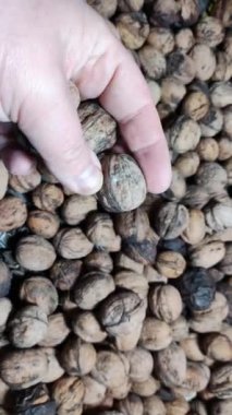 ceviz. Ceviz, ahşap bir masaya yakın. Dikey kayan kamera delikten geçiyor. Elinde fındıklar. ceviz kabuğu.