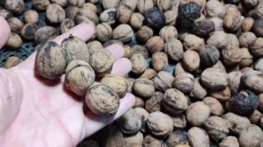 ceviz. Ceviz, ahşap bir masaya yakın. Dikey kayan kamera delikten geçiyor. Elinde fındıklar. ceviz kabuğu.