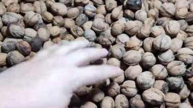 ceviz. Ceviz, ahşap bir masaya yakın. Dikey kayan kamera delikten geçiyor. Elinde fındıklar. ceviz kabuğu.