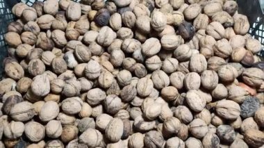 ceviz. Ceviz, ahşap bir masaya yakın. Dikey kayan kamera delikten geçiyor. Elinde fındıklar. ceviz kabuğu.