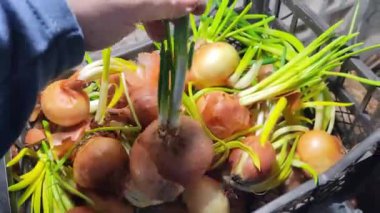 Soğan. Elde soğan. Yeşil soğan sapları. Ülkede büyüyen vitaminler.