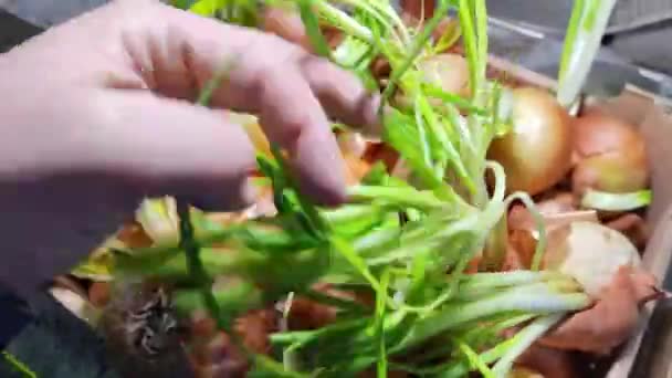 Cebolla Cebolla Mano Tallos Cebolla Verde Cultivo Vitaminas País — Vídeo de stock