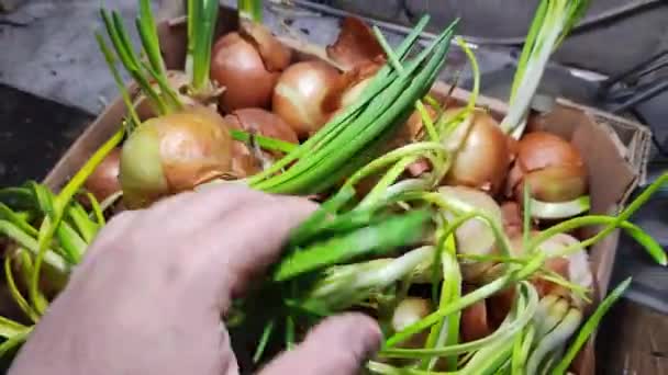 Zwiebeln Zwiebel Der Hand Grüne Zwiebelstiele Wachsende Vitamine Land — Stockvideo