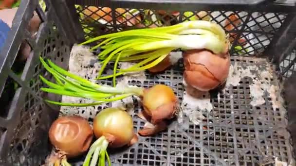 Cebolla Cebolla Mano Tallos Cebolla Verde Cultivo Vitaminas País — Vídeo de stock
