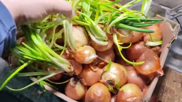 Cebolla Cebolla Mano Tallos Cebolla Verde Cultivo Vitaminas País — Vídeos de Stock