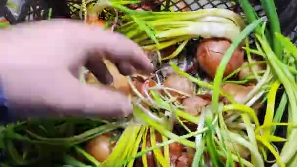 Cibule Cibule Ruce Zelené Cibulové Stonky Rostoucí Vitamíny Zemi — Stock video