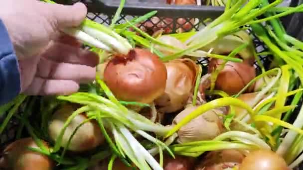 Cebolla Cebolla Mano Tallos Cebolla Verde Cultivo Vitaminas País — Vídeos de Stock