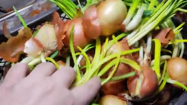 Hand Groene Uienstengels Groeiende Vitaminen Het Land — Stockvideo