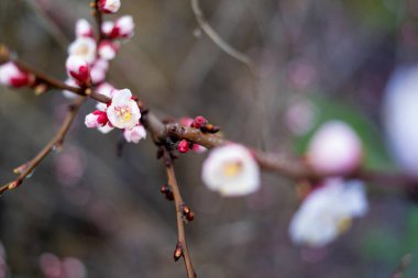 Dallardaki çiçekler. Ağaçlar baharda çiçek açar. Kiraz çiçeği konsepti. Japon sakurası. Hanami. Pembe çiçekli sezon sahnesi. bahar çiçekleri.