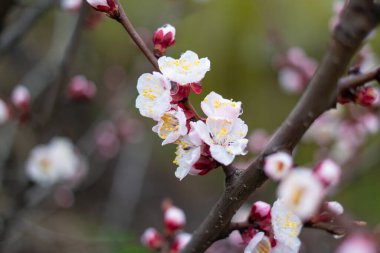 Dallardaki çiçekler. Ağaçlar baharda çiçek açar. Kiraz çiçeği konsepti. Japon sakurası. Hanami. Pembe çiçekli sezon sahnesi. bahar çiçekleri.