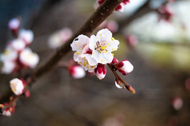 Dallardaki çiçekler. Ağaçlar baharda çiçek açar. Kiraz çiçeği konsepti. Japon sakurası. Hanami. Pembe çiçekli sezon sahnesi. bahar çiçekleri.