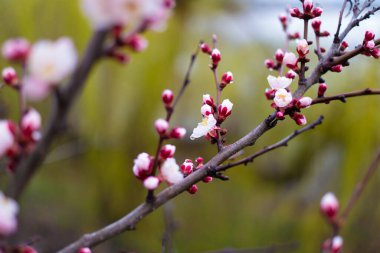 Dallardaki çiçekler. Ağaçlar baharda çiçek açar. Kiraz çiçeği konsepti. Japon sakurası. Hanami. Pembe çiçekli sezon sahnesi. bahar çiçekleri.
