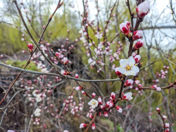 Blommor Grenar Träd Blommar Våren Körsbärsblomma Koncept Japansk Sakura Hanami — Stockfoto