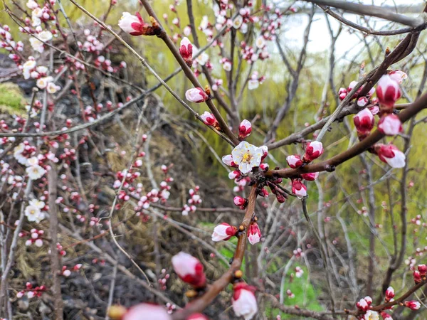 Цветы Ветвях Весной Цветут Деревья Концепция Цветения Сакуры Японская Сакура — стоковое фото