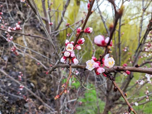 Virágok Ágakon Fák Tavasszal Nyílnak Cseresznyevirág Koncepció Japán Sakura Hanami — Stock Fotó