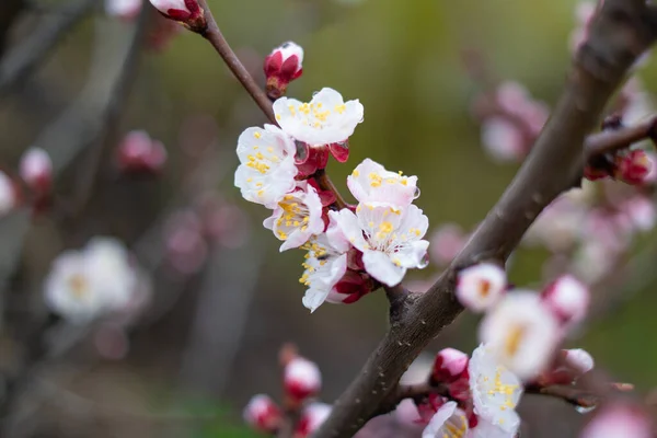 Bloemen Takken Bomen Bloeien Het Voorjaar Kersenbloesemconcept Japanse Sakura Hanami — Stockfoto