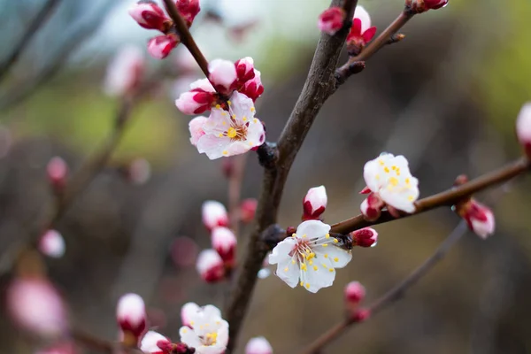 Flores Ramos Árvores Florescem Primavera Conceito Flor Cerejeira Sakura Japonesa — Fotografia de Stock
