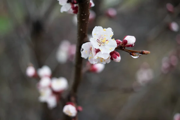 Flores Ramos Árvores Florescem Primavera Conceito Flor Cerejeira Sakura Japonesa — Fotografia de Stock
