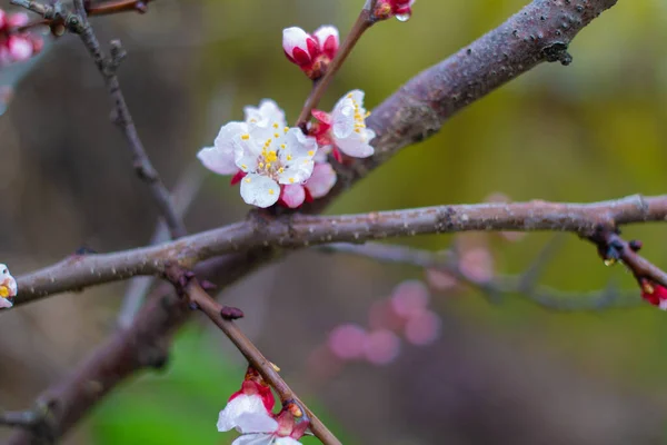 Fiori Sui Rami Alberi Fioriscono Primavera Concetto Fiore Ciliegio Sakura — Foto Stock