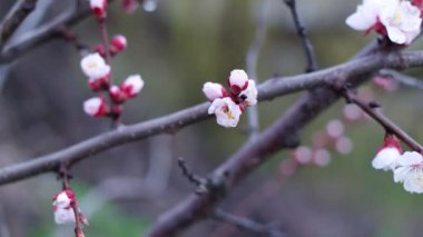 Dallardaki çiçekler. Ağaçlar baharda çiçek açar. Kiraz çiçeği konsepti. Japon sakurası. Hanami. Pembe çiçekli sezon sahnesi. bahar çiçekleri.