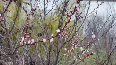 Dallardaki çiçekler. Ağaçlar baharda çiçek açar. Kiraz çiçeği konsepti. Japon sakurası. Hanami. Pembe çiçekli sezon sahnesi. bahar çiçekleri.