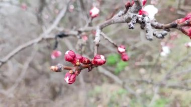 Dallardaki çiçekler. Ağaçlar baharda çiçek açar. Kiraz çiçeği konsepti. Japon sakurası. Hanami. Pembe çiçekli sezon sahnesi. bahar çiçekleri.