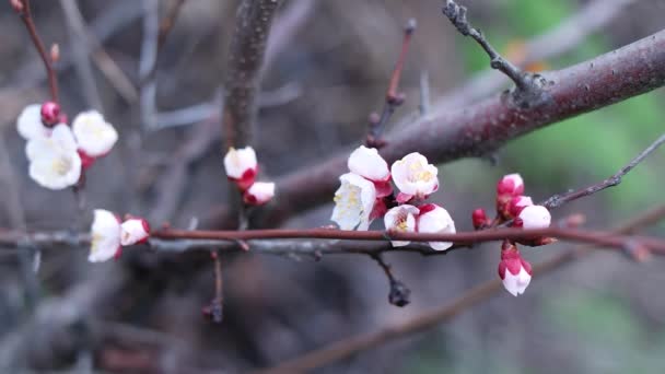 Bloemen Takken Bomen Bloeien Het Voorjaar Kersenbloesemconcept Japanse Sakura Hanami — Stockvideo