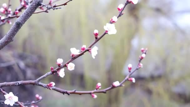 Kwiaty Gałęziach Drzewa Kwitną Wiosną Koncepcja Kwitnienia Wiśni Japońska Sakura — Wideo stockowe