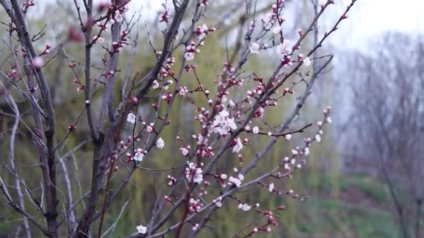 Blommor Grenar Träd Blommar Våren Körsbärsblomma Koncept Japansk Sakura Hanami — Stockvideo
