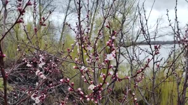 树枝上的花 树木在春天开花 樱花的概念 日本清仓 汉纳美 春天的景色 粉色的花朵 — 图库视频影像