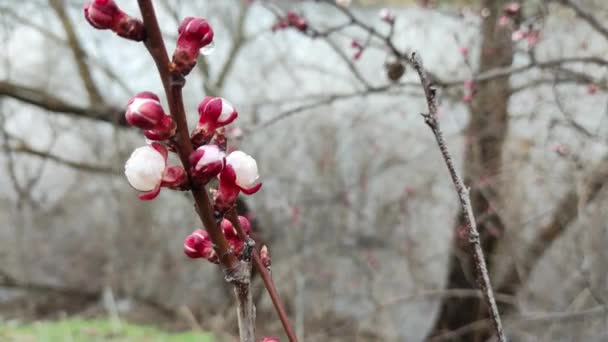 Blommor Grenar Träd Blommar Våren Körsbärsblomma Koncept Japansk Sakura Hanami — Stockvideo