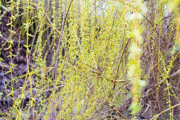 Гілки Верби Свіжі Зелені Гілки Верби Ширяють Бризі Фоні Озера — стокове фото