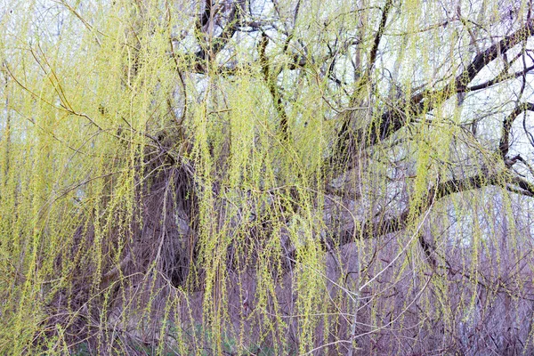 stock image willow branches. Fresh green willow branches swaying in breeze on bokeh lake background. Leaves of willow trees on sunny blue sky background. Willow leaves moving on wind and the sun flashing through.