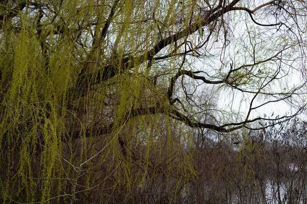 Willow Branches Fresh Green Willow Branches Swaying Breeze Bokeh Lake — Stock Photo, Image
