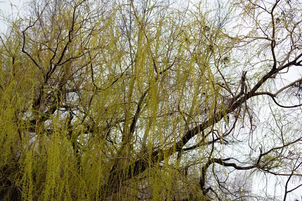 Ивовые Ветви Свежие Зеленые Ветки Ивы Качающиеся Ветру Фоне Озера — стоковое фото