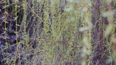 söğüt dalları. Bokeh Gölü 'nün arka planında esen taze söğüt dalları. Söğüt ağacı yaprakları güneşli mavi gökyüzü arka planında. Söğüt yaprakları rüzgarda hareket ediyor ve güneş parıldıyor.