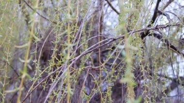 söğüt dalları. Bokeh Gölü 'nün arka planında esen taze söğüt dalları. Söğüt ağacı yaprakları güneşli mavi gökyüzü arka planında. Söğüt yaprakları rüzgarda hareket ediyor ve güneş parıldıyor.