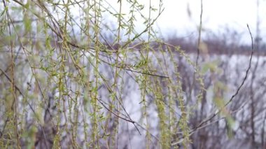 söğüt dalları. Bokeh Gölü 'nün arka planında esen taze söğüt dalları. Söğüt ağacı yaprakları güneşli mavi gökyüzü arka planında. Söğüt yaprakları rüzgarda hareket ediyor ve güneş parıldıyor.