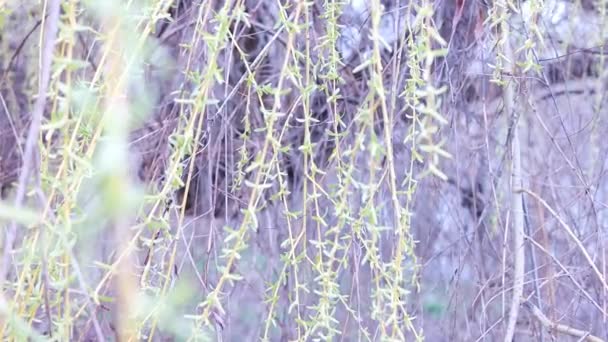 Weidenzweige Frische Grüne Weidenzweige Wiegen Sich Wind Auf Dem Hintergrund — Stockvideo
