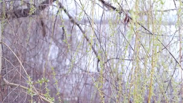 Vrbové Větve Čerstvě Zelené Vrbové Větve Kolébající Větru Pozadí Jezera — Stock video