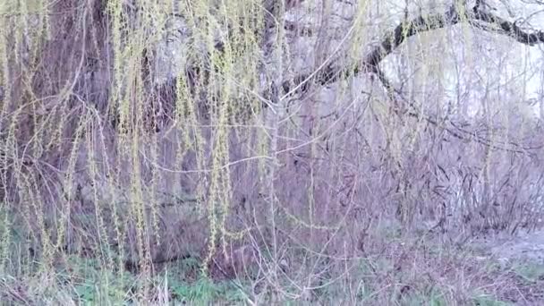 버드나무 가지들 버드나무 가지들 배경에서 미풍에 흔들리고 배경에 버드나무 펼쳐져 — 비디오