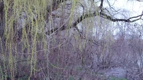 Willow Branches Fresh Green Willow Branches Swaying Breeze Bokeh Lake — Stock Video
