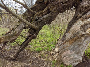 çok eski büyük bir ağaç. Kırık ağaç. Düşen dallar. Kuru tahta. eski park.