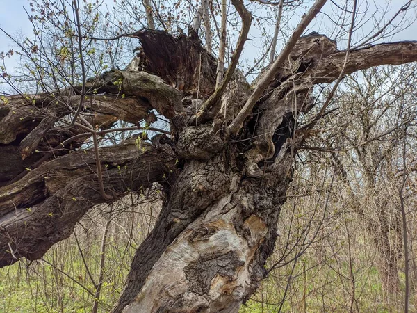 Árvore Grande Muito Velha Árvore Partida Ramos Caídos Madeira Seca — Fotografia de Stock