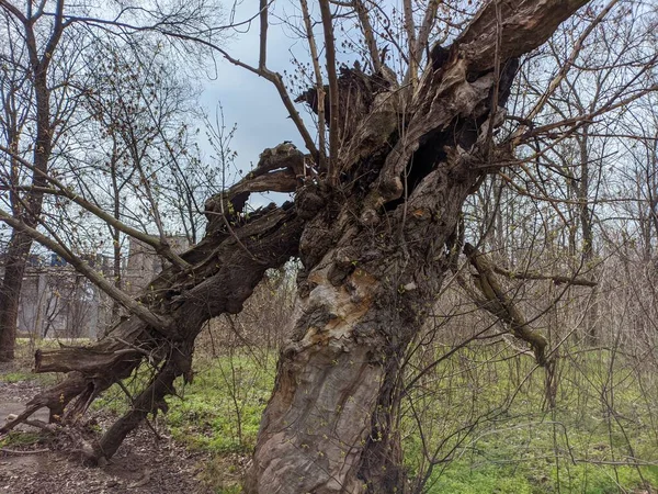 Старое Большое Дерево Разбитое Дерево Упавшие Ветки Сухая Древесина Старый — стоковое фото